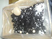 Pilze in Pappkarton beim Wachsen