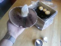 Ergebnis Pilze in Pappkarton beim Wachsen