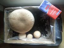 Pilze in Pappkarton beim Wachsen