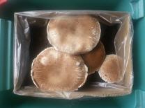 Pilze in Pappkarton beim Wachsen