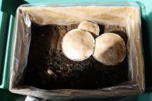 Pilze in Pappkarton beim Wachsen