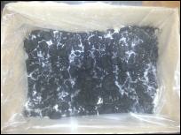 Pilze in Pappkarton beim Wachsen