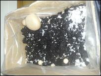 Pilze in Pappkarton beim Wachsen